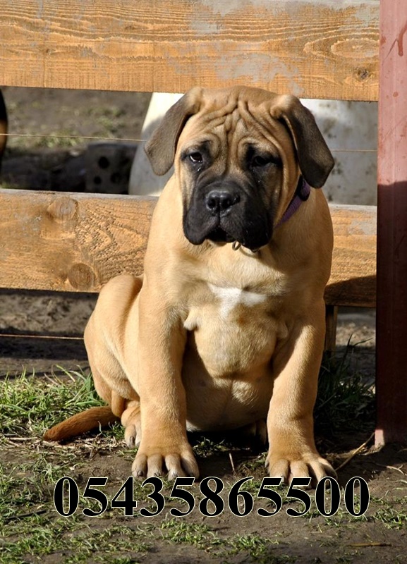 Safkan Bullmastiff Yavru Yavru Kopek Ilanlari