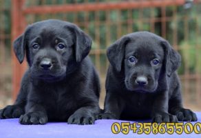 Siyah Labrador Yavrulari Yavru Kopek Ilanlari