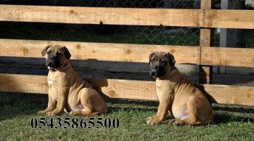 Yavru Bullmastiff Yavru Kopek Ilanlari